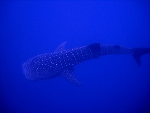 adult_whale_shark Whale Shark (Rhincodon typus)
