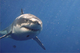 What do white sharks have to do with sunbeds? Nothing at all.