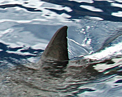 white_shark_dorsal_fin The dorsal fin of a white shark. Fishermen in the Gulf of Mexico witnessed a similar sight on July 25.